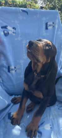 Welpen Black&Tan Coonhound