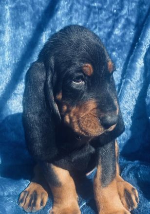 Welpen Black&Tan Coonhound
