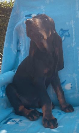 Welpen Black&Tan Coonhound