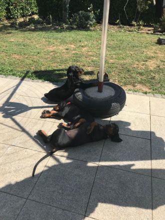 Welpen Black&Tan Coonhound