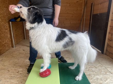 Tierphysio & Osteopathie