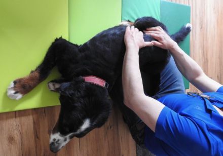 Tierphysio & Osteopathie