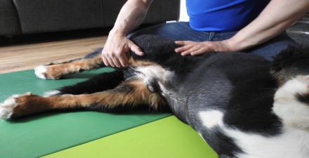 Tierphysio & Osteopathie