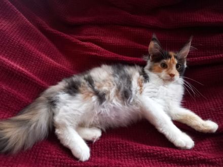 Maine Coon Mädels mit Stammbaum