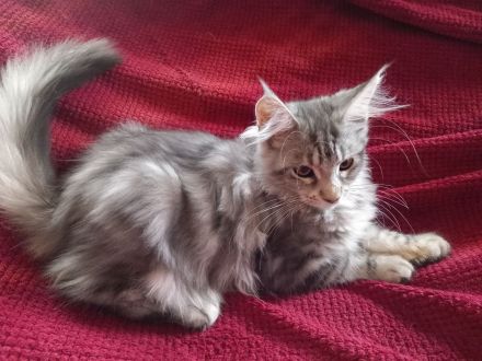 Maine Coon Mädels mit Stammbaum