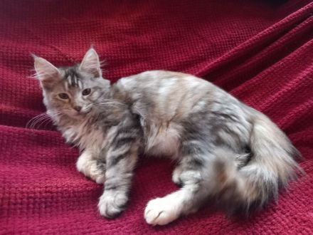 Maine Coon Mädels mit Stammbaum