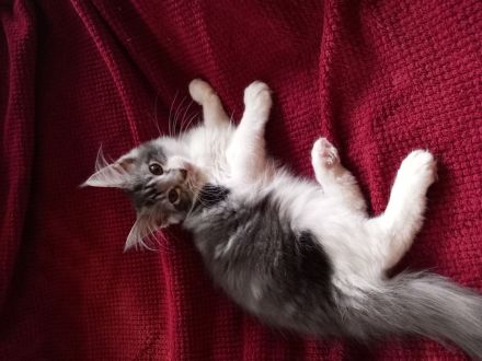 Maine Coon Mädels mit Stammbaum