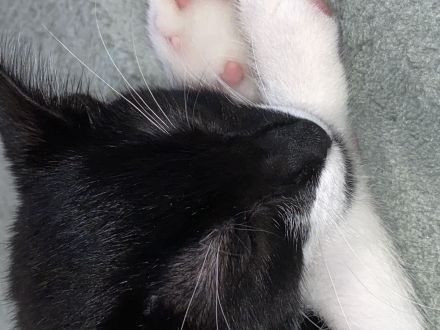 Süße Leonie 16 Wochen alt