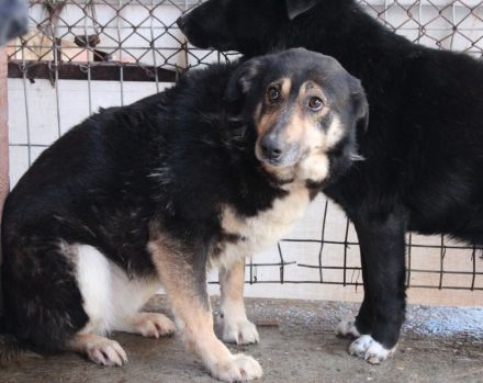 Ein ruhiges Zuhause für Skella gesucht !