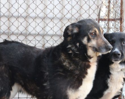 Ein ruhiges Zuhause für Skella gesucht !