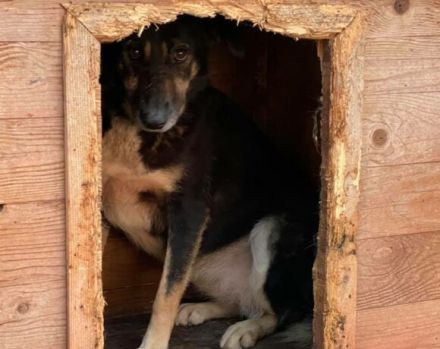 Ein ruhiges Zuhause für Skella gesucht !