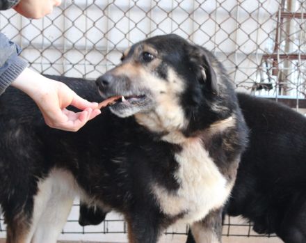 Ein ruhiges Zuhause für Skella gesucht !