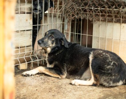 Ein ruhiges Zuhause für Skella gesucht !