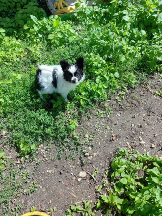 Papillon Hündin und Rüde