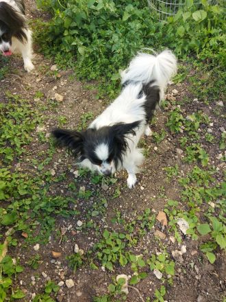 Papillon Hündin und Rüde