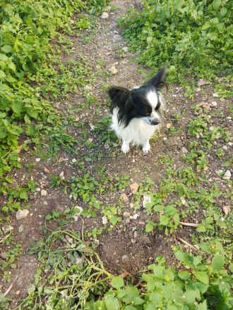 Papillon Hündin und Rüde