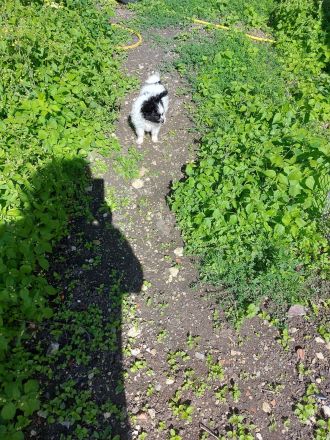 Papillon Hündin und Rüde