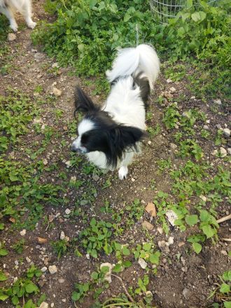 Papillon Hündin und Rüde