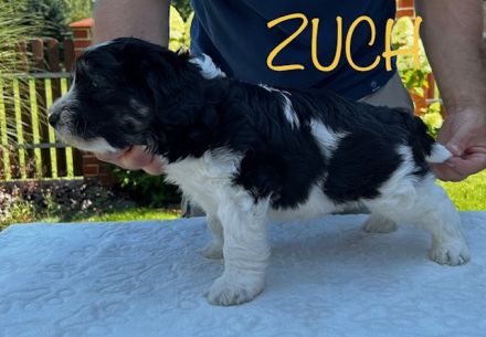 Polski Owczarek Nizinny FCI -PON (Polish Lowland Sheepdog)