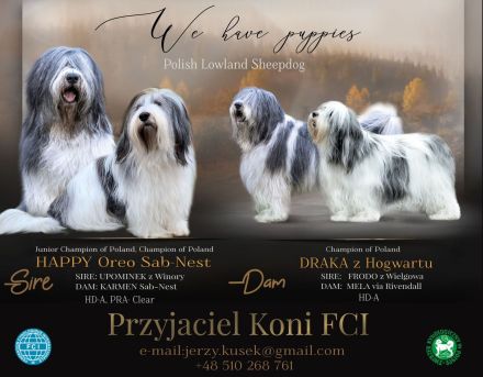 Polski Owczarek Nizinny FCI -PON (Polish Lowland Sheepdog)