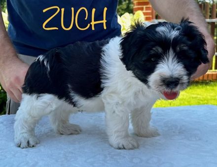 Polski Owczarek Nizinny FCI -PON (Polish Lowland Sheepdog)