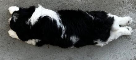 Polski Owczarek Nizinny FCI -PON (Polish Lowland Sheepdog)