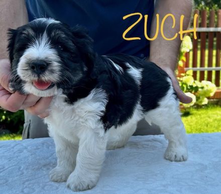 Polski Owczarek Nizinny FCI -PON (Polish Lowland Sheepdog)