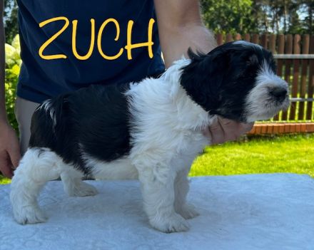 Polski Owczarek Nizinny FCI -PON (Polish Lowland Sheepdog)