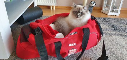 Heilige Birma Kitten weiblich