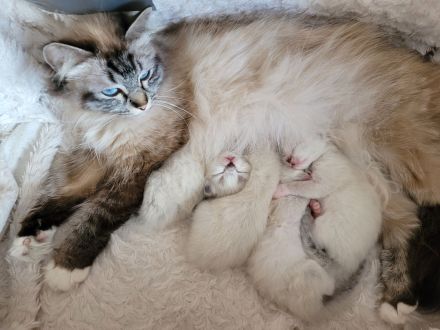 Heilige Birma Kitten weiblich