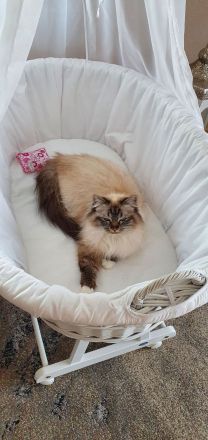 Heilige Birma Kitten weiblich