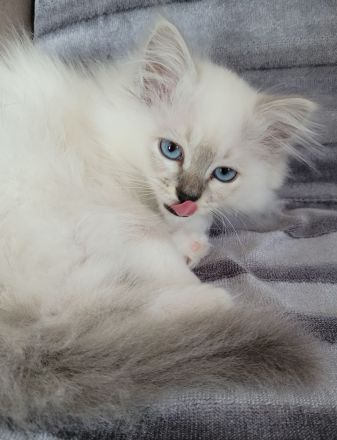 Heilige Birma Kitten weiblich