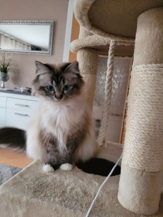 Heilige Birma Kitten weiblich