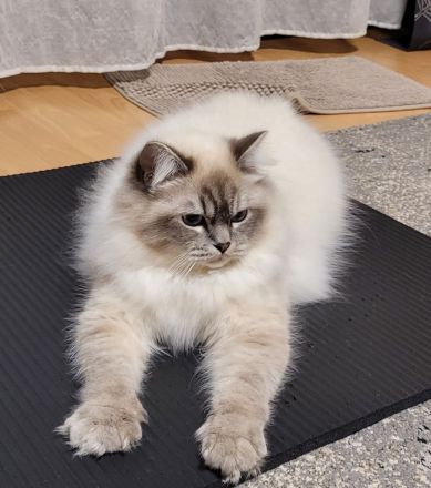 Heilige Birma Kitten weiblich