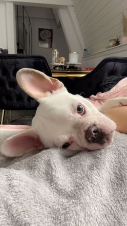 Französische Bulldogge (männlich) sucht neue Familie
