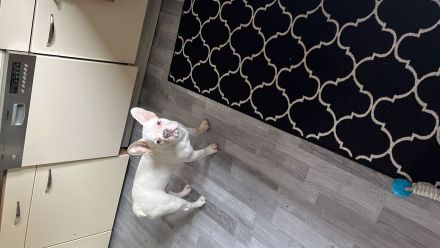 Französische Bulldogge (männlich) sucht neue Familie