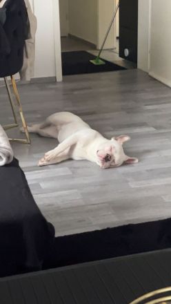 Französische Bulldogge (männlich) sucht neue Familie