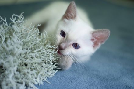 Siam Kitten Heilige Birma Abholung ab 19 September