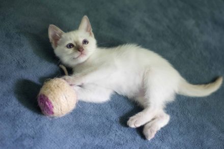 Siam Kitten Heilige Birma Abholung ab 19 September