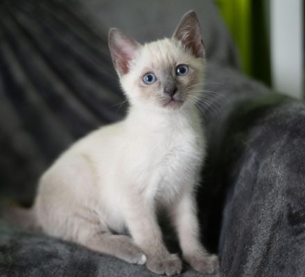 Siam Kitten Heilige Birma Abholung ab 19 September