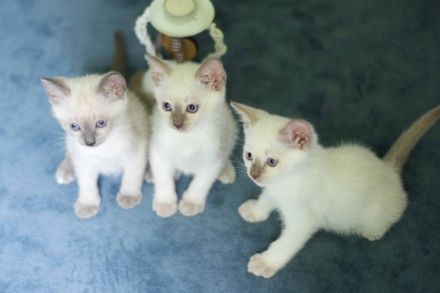 Siam Kitten Heilige Birma Abholung ab 19 September