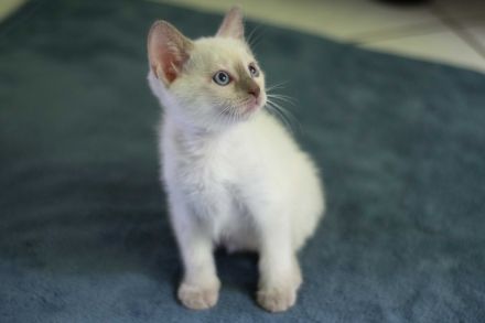 Siam Kitten Heilige Birma Abholung ab 19 September