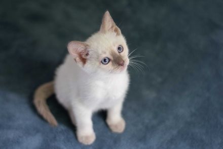 Siam Kitten Heilige Birma Abholung ab 19 September