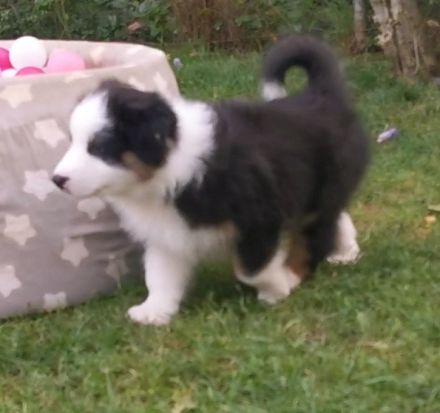 Australien Shepherd Welpen Mit ASCA Papiere