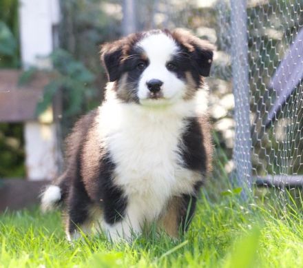 Australien Shepherd Welpen Mit ASCA Papiere
