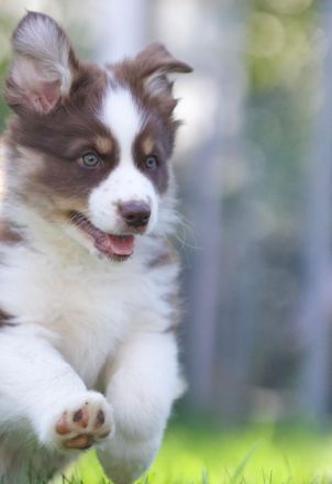 Australien Shepherd Welpen Mit ASCA Papiere