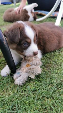 Australien Shepherd Welpen Mit ASCA Papiere