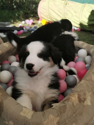 Australien Shepherd Welpen Mit ASCA Papiere