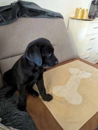 Reinrassige Labrador zu verkaufen