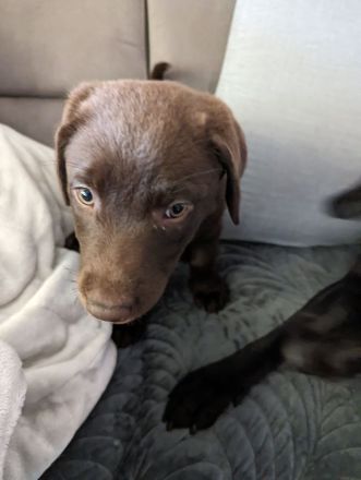 Reinrassige Labrador zu verkaufen